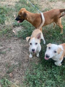 WhatsApp Image 2025-09-24 at 10.52.24 PM (1)