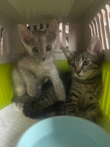 WhatsApp Image 2025-09-24 at 10.56.33 PM (3)