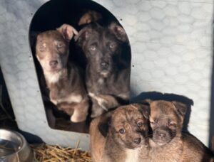 WhatsApp Image 2025-03-26 at 3.14.09 PM (1)