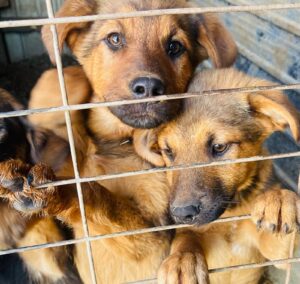 WhatsApp Image 2025-04-10 at 9.53.36 PM (1)