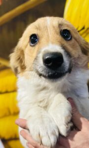 WhatsApp Image 2025-12-01 at 10.19.34 PM (1)