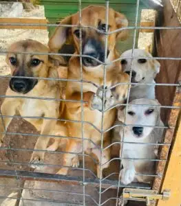 WhatsApp Image 2025-12-01 at 10.20.47 PM (6)