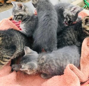 WhatsApp Image 2025-12-01 at 10.26.17 PM (3)