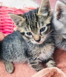 WhatsApp Image 2025-12-01 at 10.26.17 PM (6)